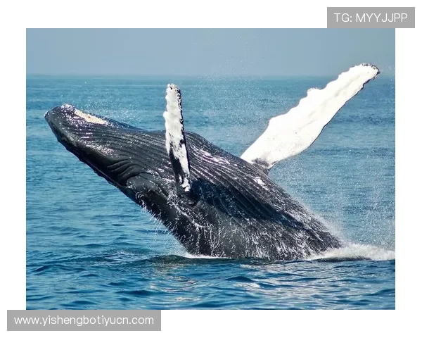 蓝鲸网站登录入口登录失败的原因分析与快速解决方法指南